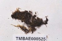 藏品(狹葉麻羽苔)的圖片
